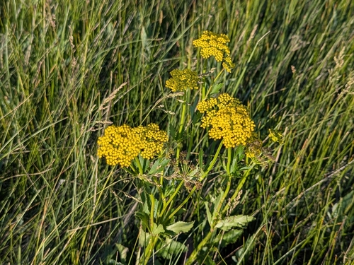 heart-leaf golden Alexanders