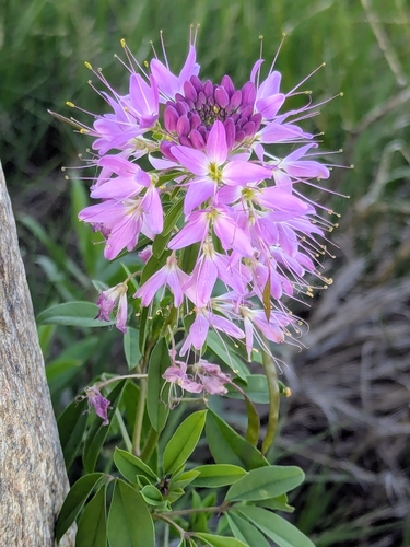 Rocky Mountain Beeplant