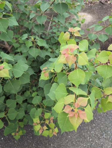 Chinese Tallow