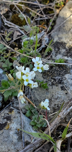 wedgeleaf draba