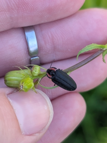 iNaturalist observation photo of Rover Fireflies