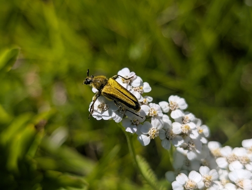 iNaturalist observation photo of Yellow Velvet Beetle