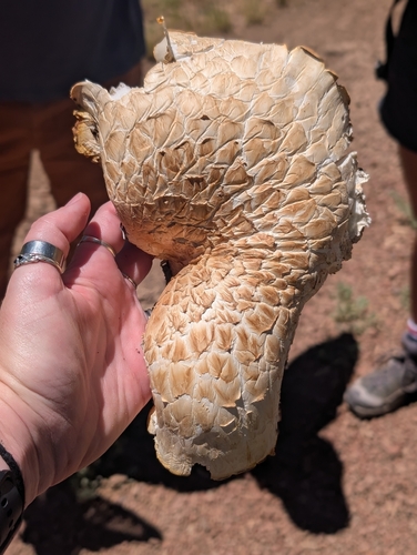 iNaturalist observation photo of Giant Sawgill