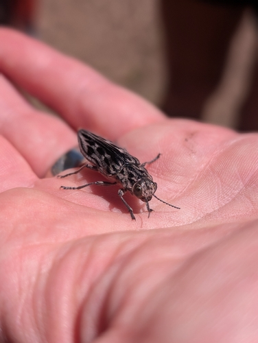 iNaturalist observation photo of Western Sculptured Pine Borer