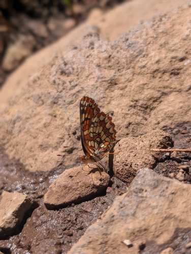 iNaturalist observation photo of Hoffmann's Checkerspot