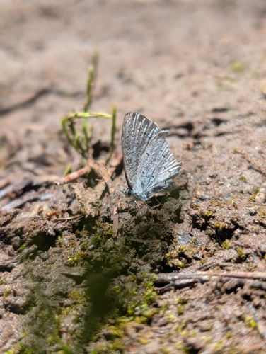 iNaturalist observation photo of Holarctic Azures