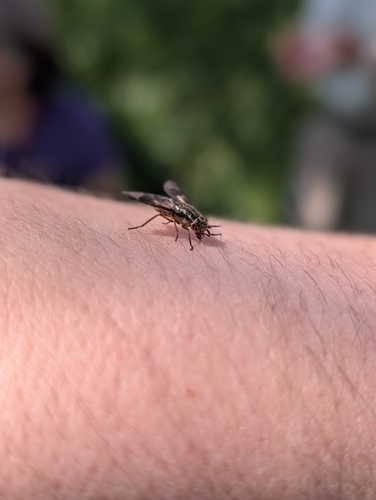 iNaturalist observation photo of Deer Flies