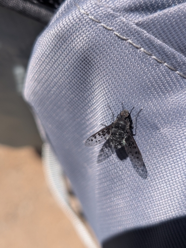 iNaturalist observation photo of Spotted Bee Fly