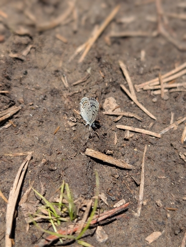 iNaturalist observation photo of American Dotted Blues