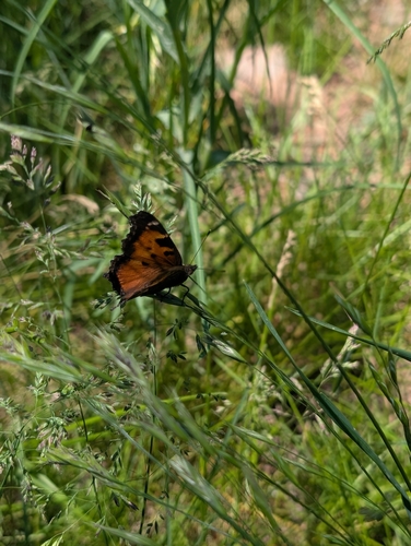 iNaturalist observation photo of California Tortoiseshell