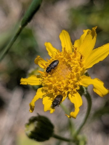 iNaturalist observation photo of Melanthaxia