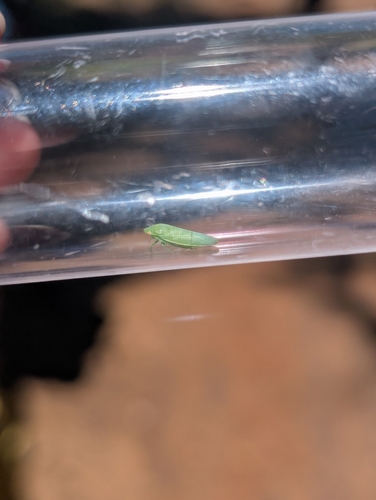 iNaturalist observation photo of Typical Leafhoppers