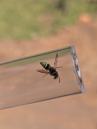 iNaturalist observation photo of Ancistrocerus bustamente