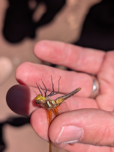 iNaturalist observation photo of Red-veined Meadowhawk