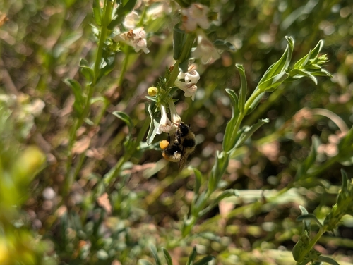 iNaturalist observation photo of Great Basin Bumble Bee