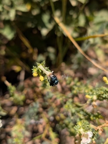 iNaturalist observation photo of Mason Bees