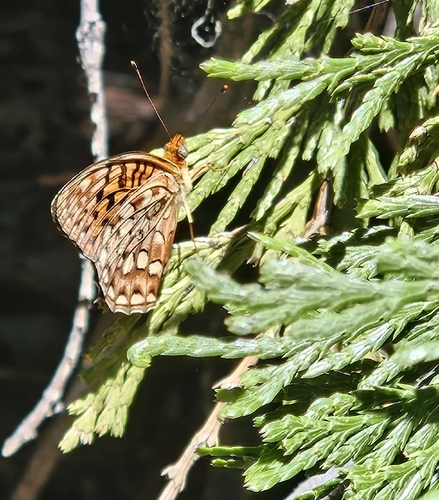 iNaturalist observation photo of Greater Fritillaries