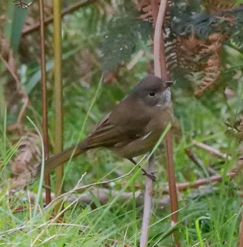 Olive Whistler
