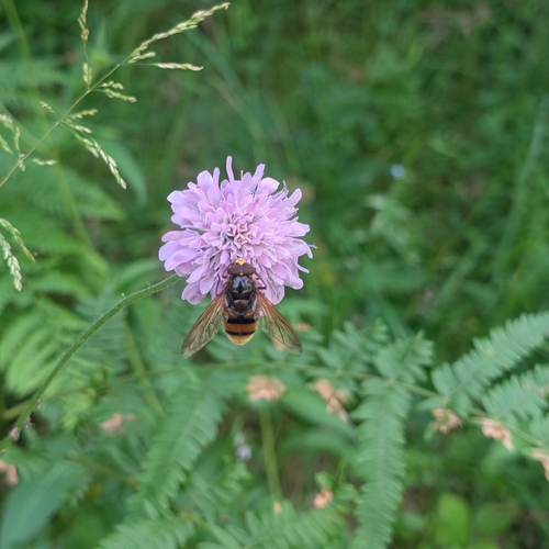Hornet Mimic Hover Fly