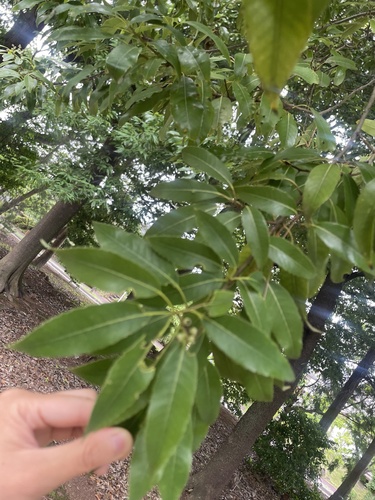 Chinese evergreen oak