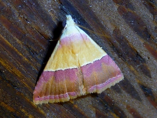 Oriental Banner
