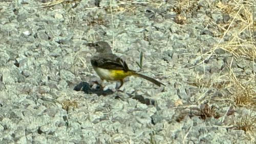 Grey Wagtail