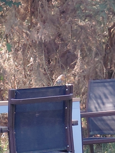 European Robin