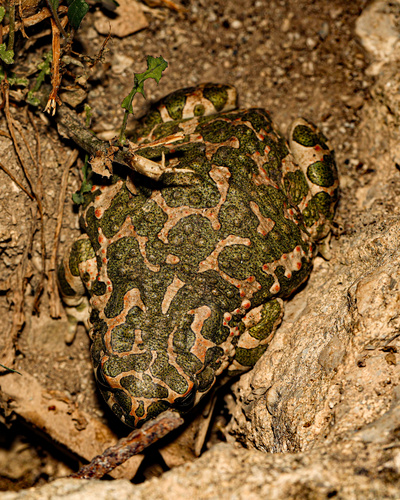 Green Toad