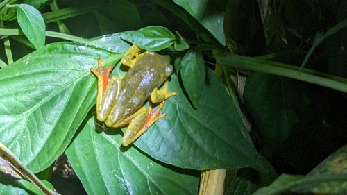 Hyperolius bangwae