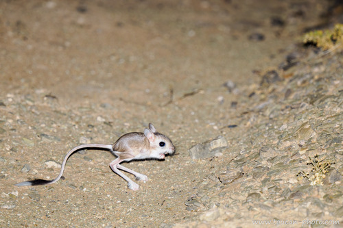 Lesser Egyptian Jerboa