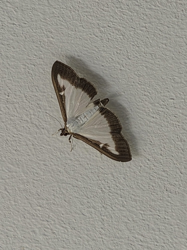 Box Tree Moth