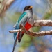 Hispaniolan Trogon - Photo (c) Judd Patterson, all rights reserved, uploaded by Judd Patterson