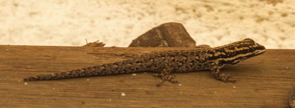 Kenya Dwarf Gecko (Lygodactylus keniensis)