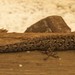 Lygodactylus keniensis - Photo 由 Yvonne A. de Jong 所上傳的 (c) Yvonne A. de Jong，保留所有權利