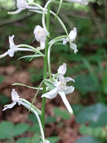 Greater butterfly-orchid