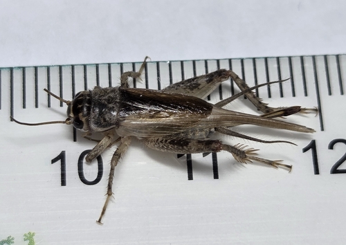 Verge Cricket