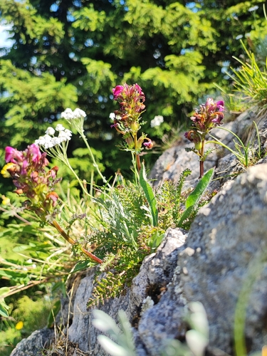 Long-Nosed Lousewort