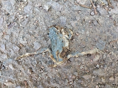 European Tree Frog