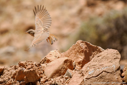 Desert Lark