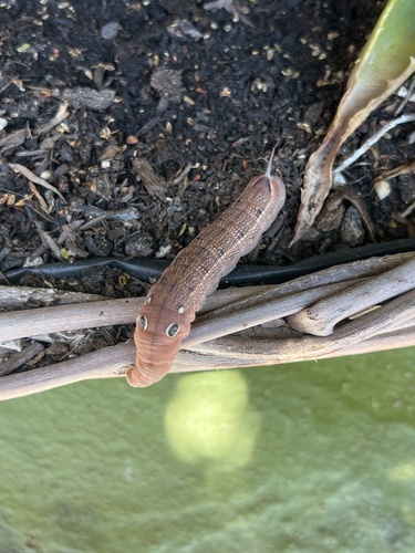 Vine Hawkmoth