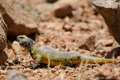 Moroccan Spiny-tailed Lizard