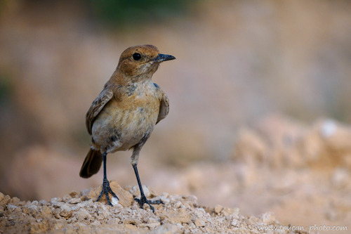 Red-rumped Wheatear