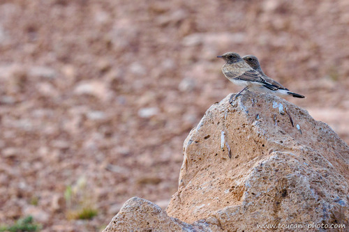 Desert Wheatear