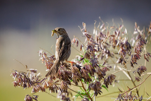 Corn Bunting