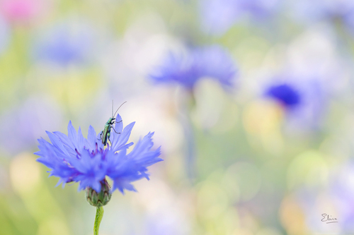 Thick-legged Flower Beetle