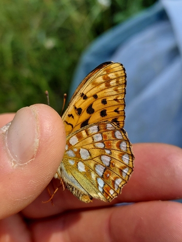 High Brown Fritillary