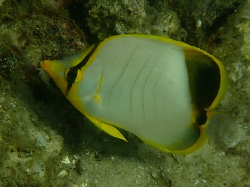 Yellowhead Butterflyfish