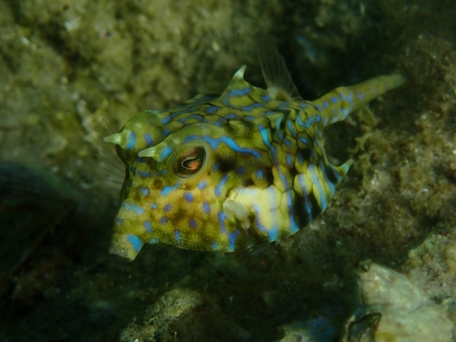 Thornback Cowfish