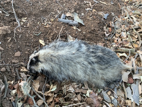 European Badger