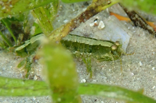 Common Mantis Shrimp